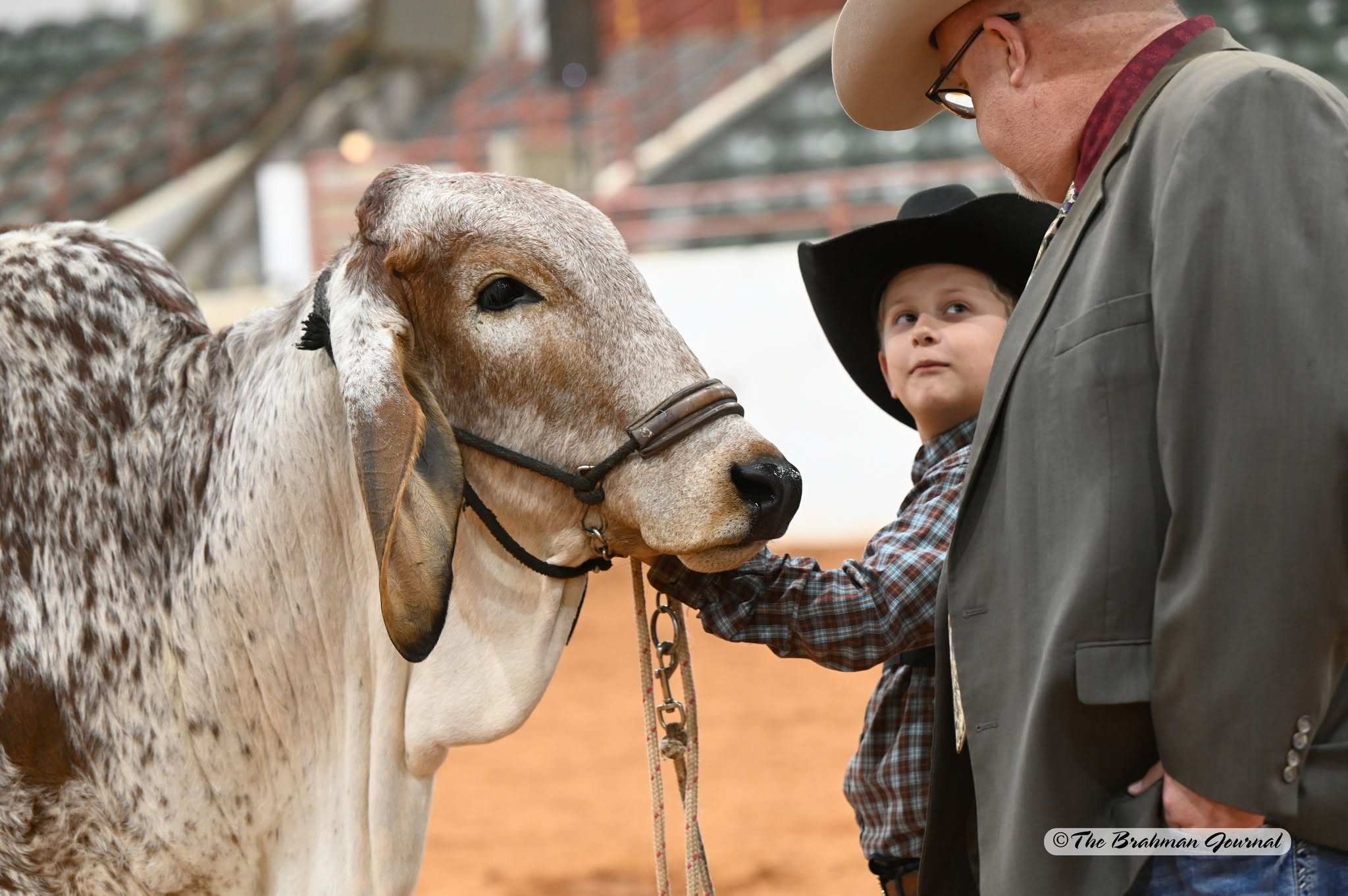 EBBA cattle show